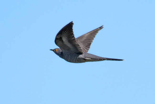 Jimtheteach's tweet image. Musselburgh: Cuckoo seen in my earlier tweet near R Esk mouth