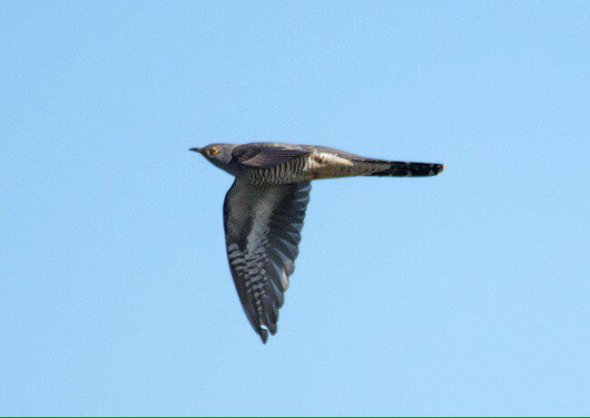 Jimtheteach's tweet image. Musselburgh: Cuckoo seen in my earlier tweet near R Esk mouth