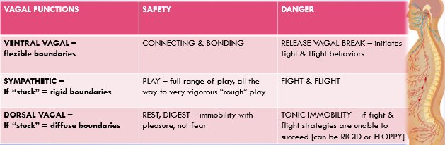 ease4eds's tweet photo. do you know your polyvagal theory? https://t.co/jJjFai15KR