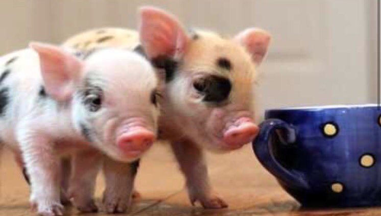 PureHapiness_6's tweet photo. Tea party anyone?🐷 https://t.co/nuEE5wVVLP