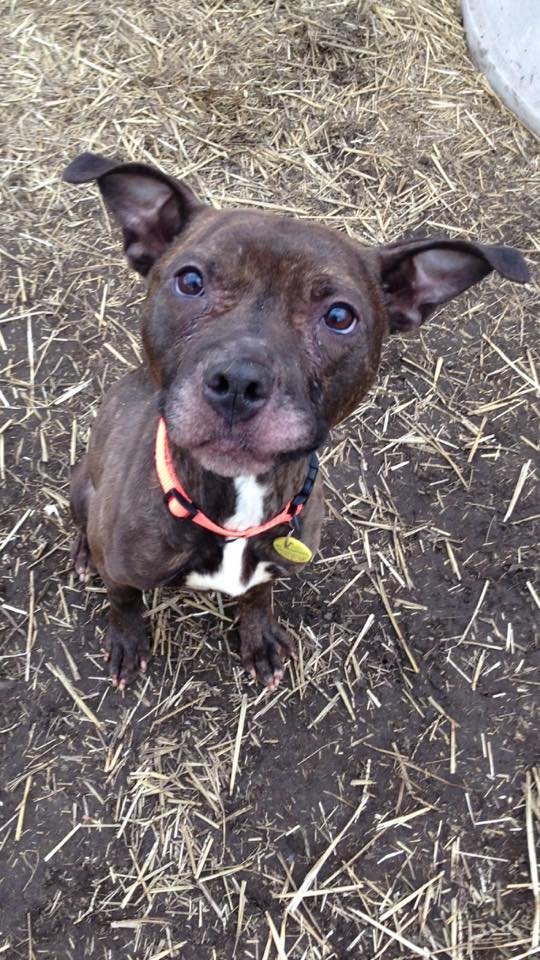 #Haley transferred to Cuyahoga County Animal Shelter <a href="/dogsrppltoo/">Dogs Are People, Too</a> <a href="/PBRCtweets/">PitBullRescueCentral</a> <a href="/adopt_save_pits/">Save the Pit</a> <a href="/PAWSOhio/">PAWS Ohio</a>