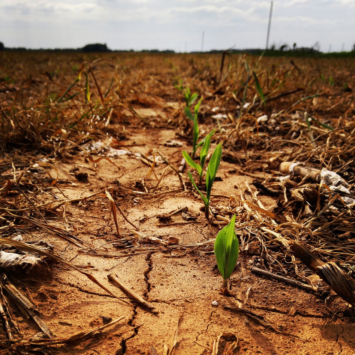 BamaFarmer1990's tweet photo. #Plant16 #Moneygrowsinrows https://t.co/4iajPGtTDK