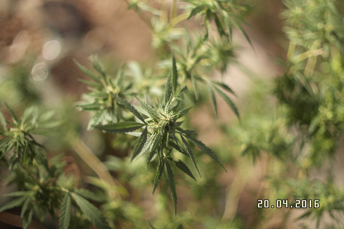 CafeteroClub's tweet photo. #420
que buquet
.. hoy .. cosecha otoño 2016 ..
La cosecha de La Bandera #Uruguay
#SamsungNX1000 + #CanonFD55mm1_2 https://t.co/2UKNWT54Dr