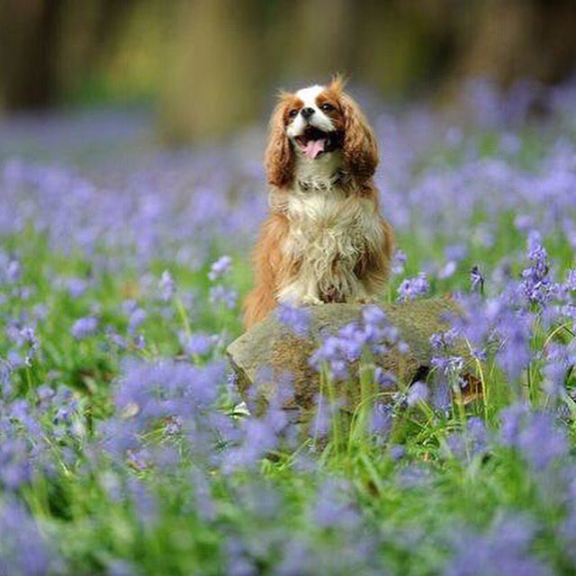 de_grooming's tweet photo. Another gorgeous spring day today! 
Treat your pooch to a wash &amp; tidy up, Call 07981019223 to book. https://t.co/rL7qRHhapy