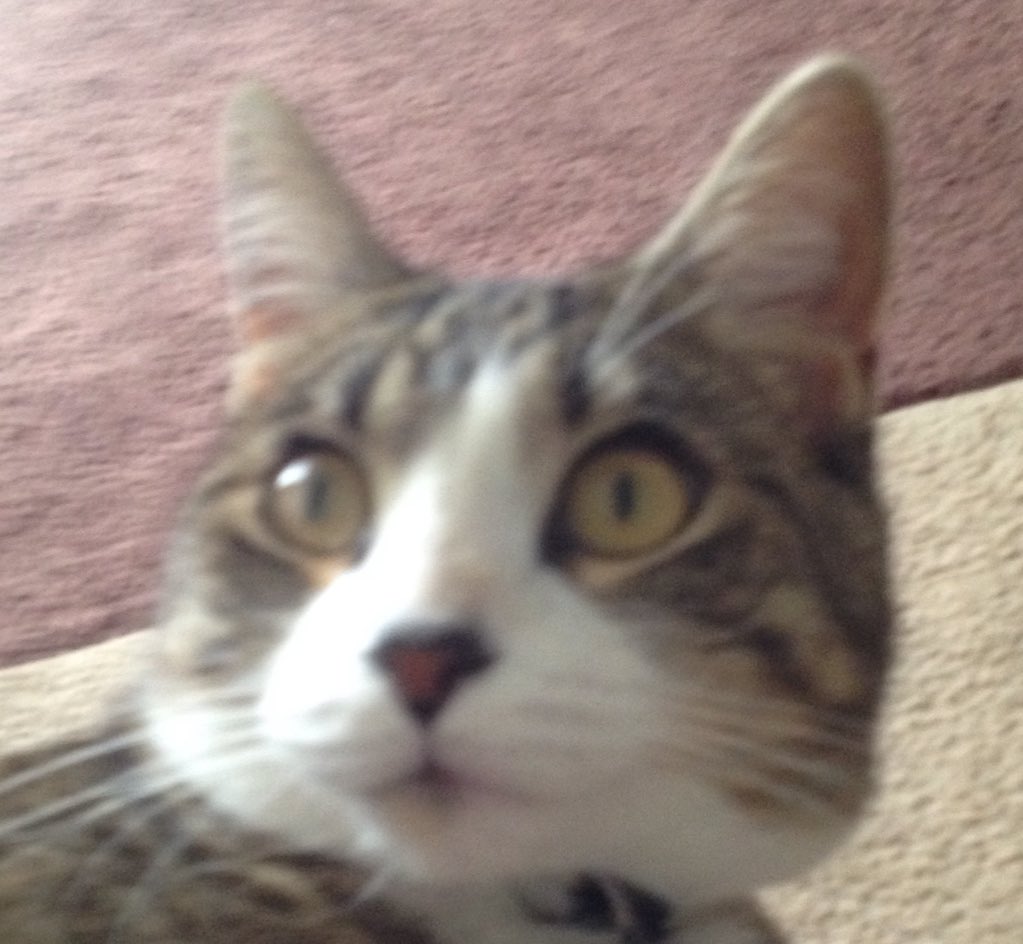 TPG701's tweet photo. Do u guys like cats, well this is my cat, she does not look like a devil but she is, #cats https://t.co/ePkxvUuZLh