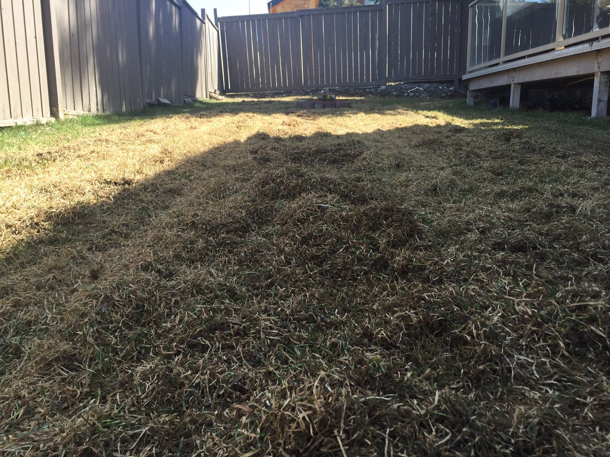 Collinpauls's tweet photo. Thanks #Canmore Outdoor Power
Your power #Rake and #Grass Vacuum are now best friends with my #Back
#beertimenow https://t.co/HZSKHHCvSD