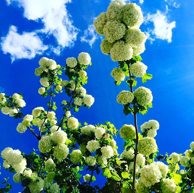 EVENTuallyplan's tweet image. Nature is the best florist... #nextsetup #flowersfound #christening #babygirl #eventuallyplanners #workinprogress