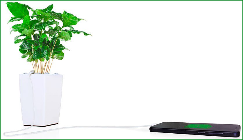 Bioo, carga la batería de tu móvil con una planta kwobit.com/bioo-carga-la-…