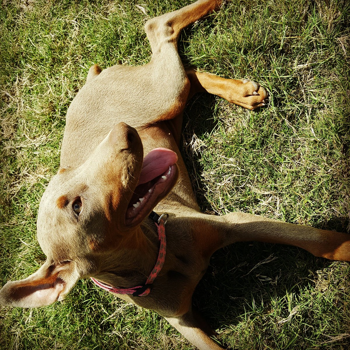 yourdoberman's tweet photo. #KIAYA https://t.co/RMyCjGZzQM