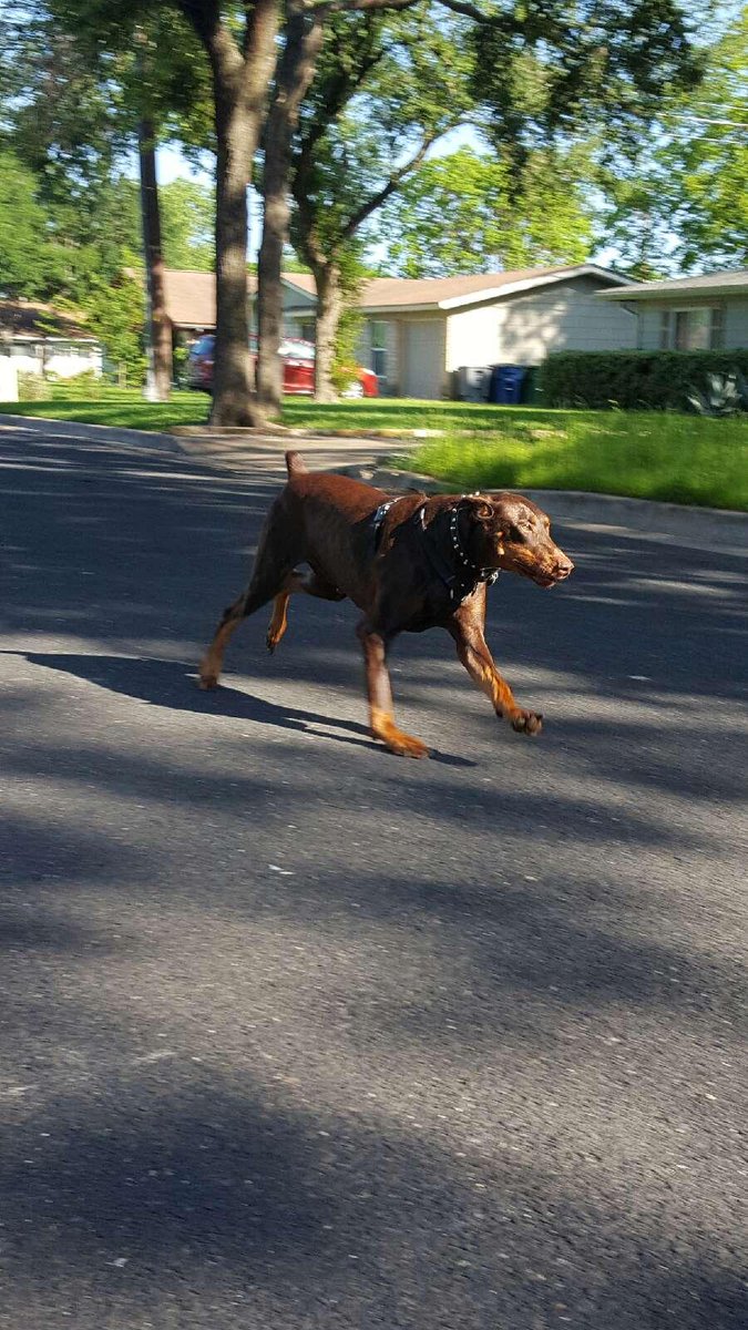 yourdoberman's tweet photo. #SPIKE https://t.co/4SHz26Wc4z