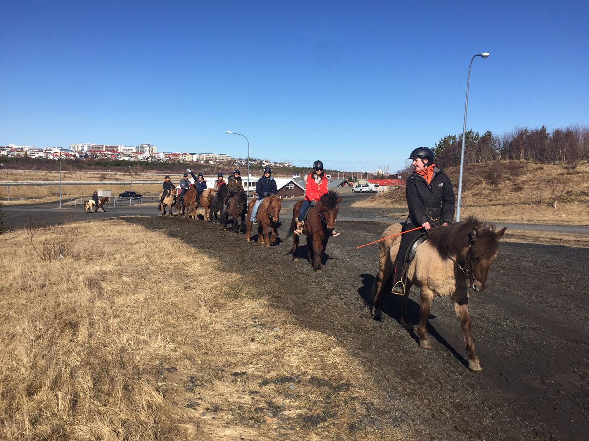 #riding #tour in #Reykjavik #Iceland <a href="/RidingToursIcel/">Reykjavík Riding</a> @IcelandNatural #travel #icelandichorse #horse