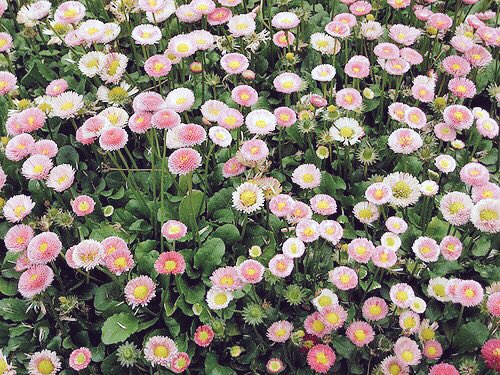 songhues's tweet image. froot // marina and the diamonds