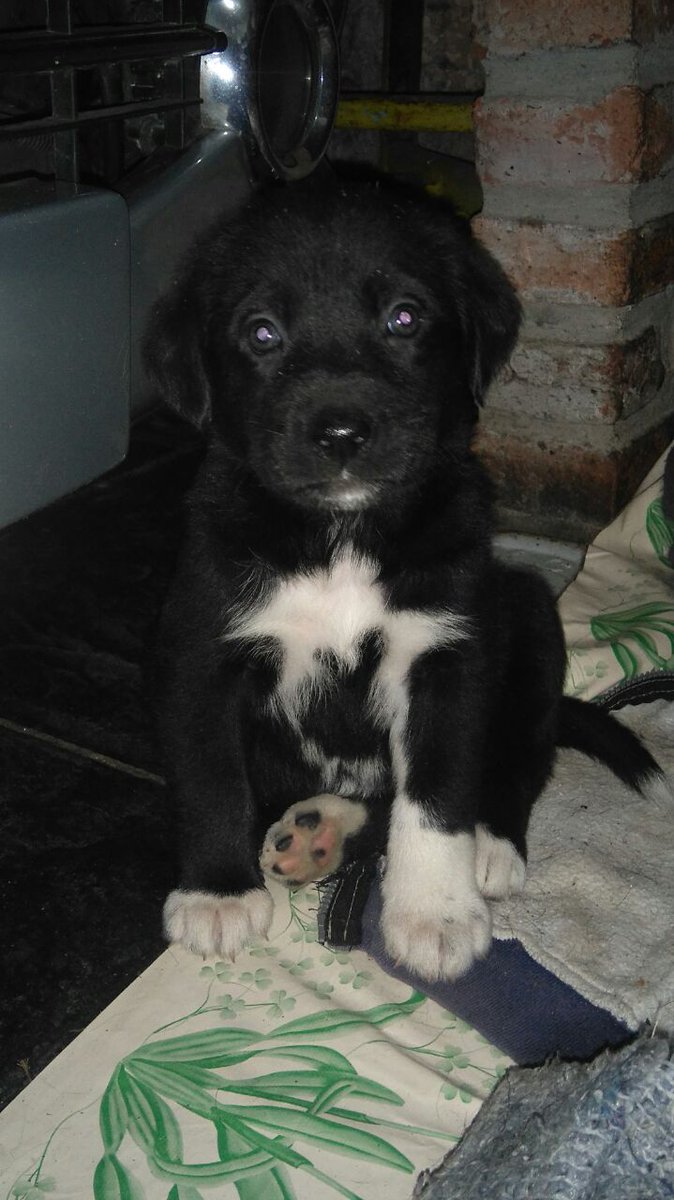 GEzequiel21's tweet photo. Ayudenme a encontrarles un hogar, son 7 perritos mestizos,  info por MD, difundan, gracias. https://t.co/KiNkrQWk46
