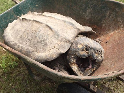 Snapping turtle sex want