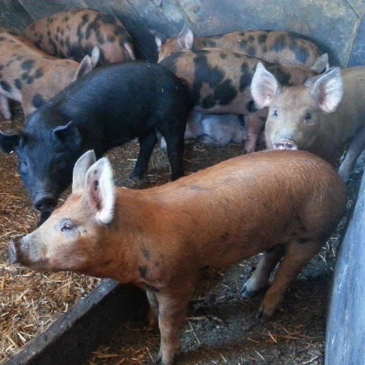 MooseWoodAcres's tweet photo. Our #prettypigs for this years #CSA and #porkpackages
#yegfarm #yegfood #pastured #pork #didyousignup https://t.co/eq5moldm8E