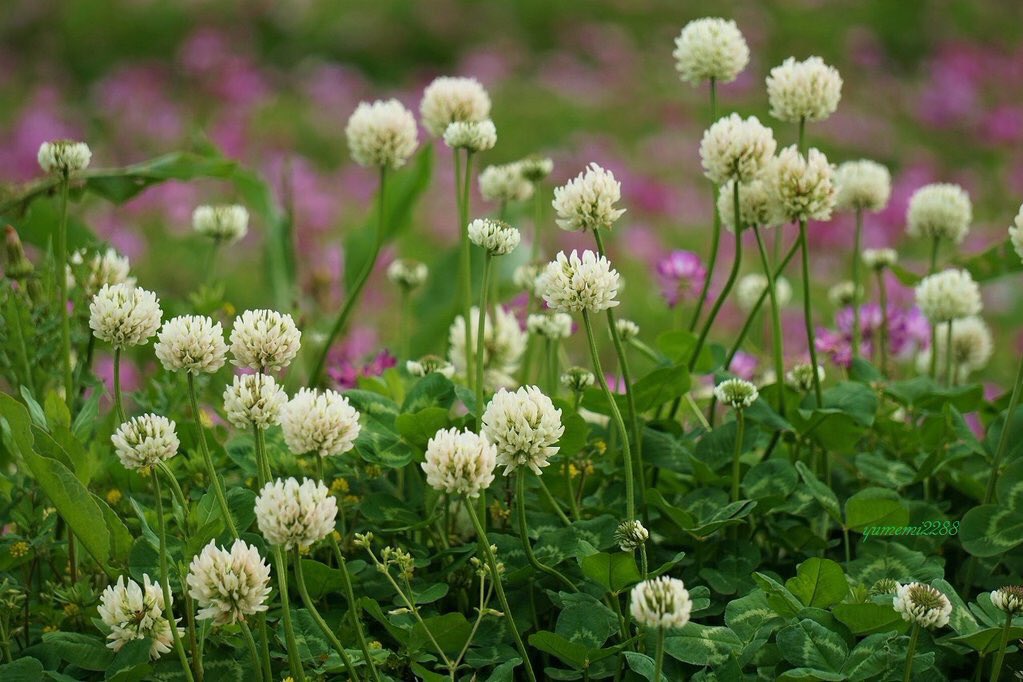 夢美 シロツメクサ クローバー 花言葉 幸福 私のものになって 忘れないで という恋の成就を願う意味の花言葉があります 熊本に花束を 頑張ろう熊本 頑張ろう大分 頑張ろう九州