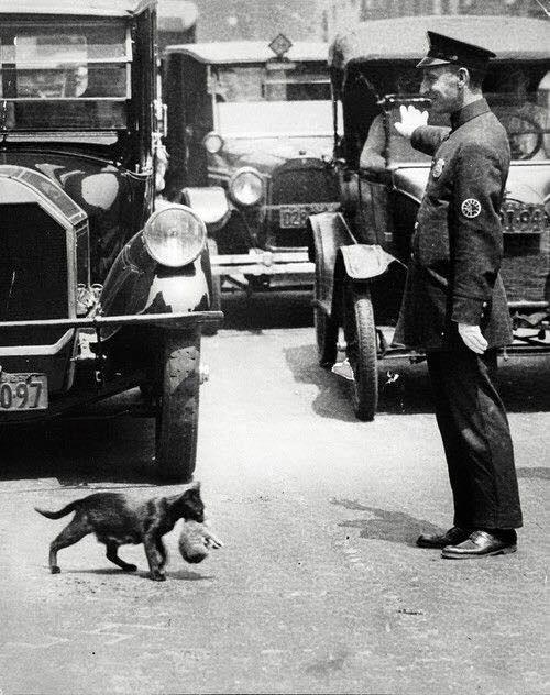 purringtonpost's tweet photo. Picture taken circa 1925 when a NYC policeman stopped traffic to allow a mama cat and her baby to cross the street. https://t.co/MdZq78IE7d