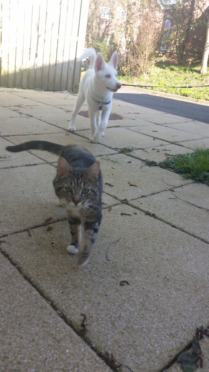 The cat and the pooch #puppy #cats