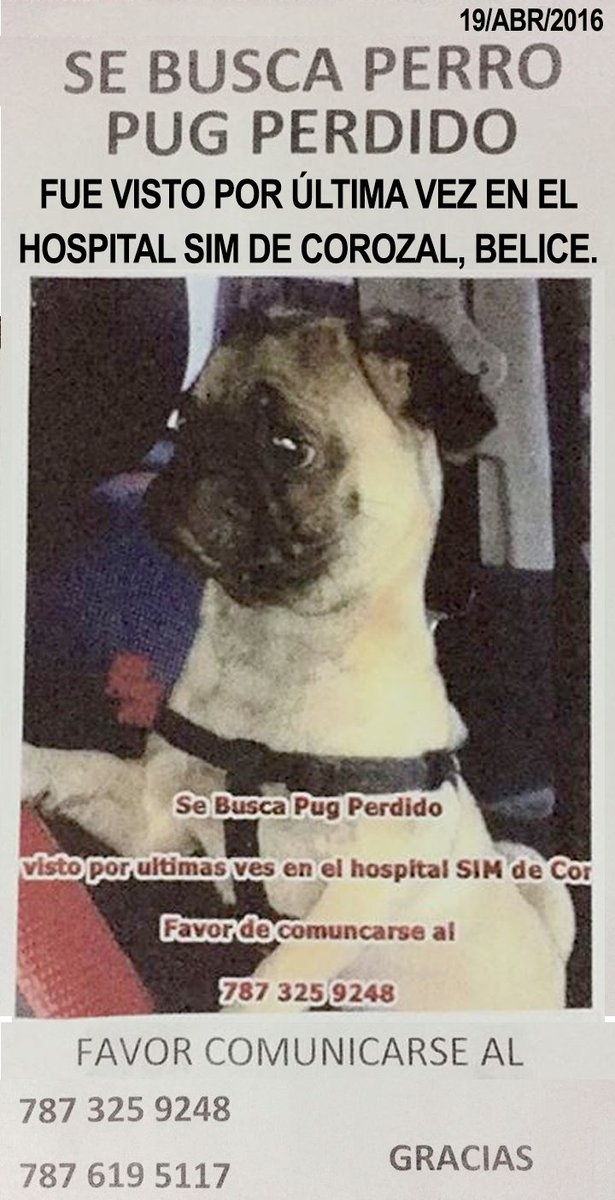 fellpudito's tweet photo. #EXTRAVIADO en #Corozal #Belice #Visto por รบltima vez en el #HospitalSIM y #SupermercadoAmigo Abr 2016 https://t.co/8HV3UqkPAf