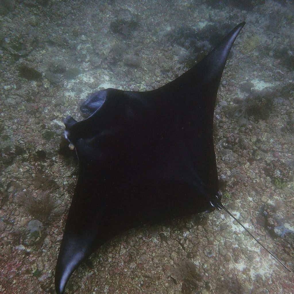 ParadiseCoveStt's tweet photo. hopkins211 shares: #manta #mantaray #mantatrust #scuba #scubadiving #mantamatcher #underwater #underwaterphotograph… https://t.co/7gYRqmpHsp