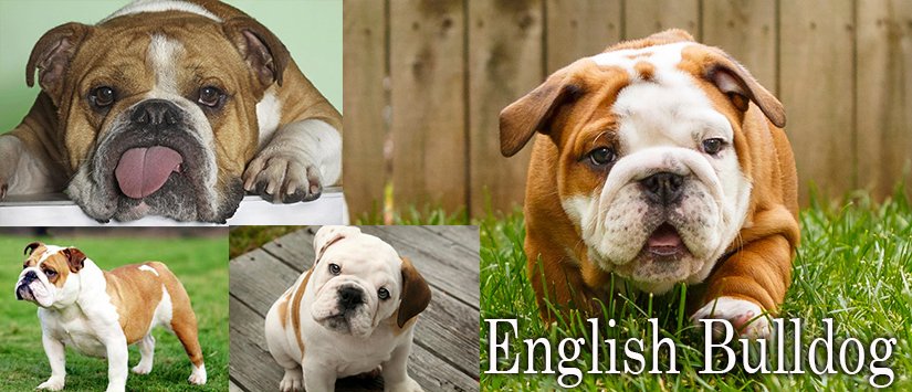 Yetti Whitefang73 تويتر