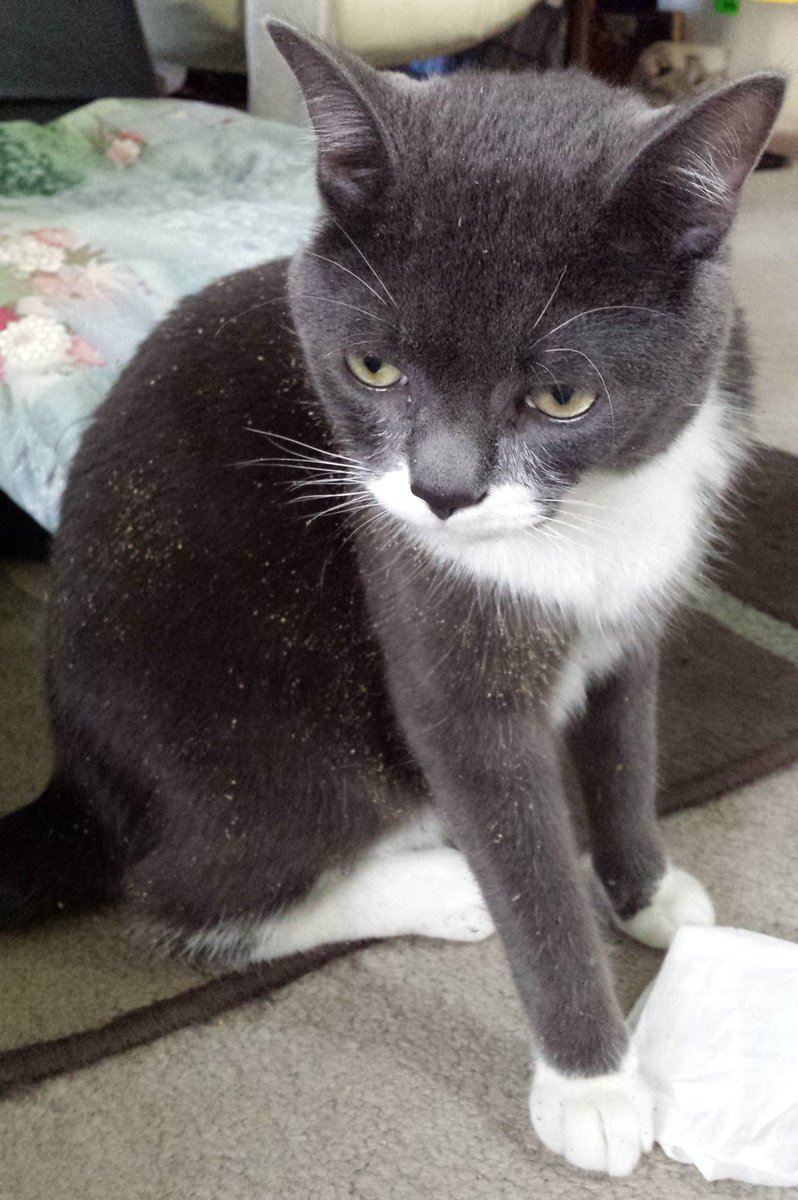 lonejaguar's tweet photo. Remy takes his cattibis culture very seriously. He wears it, in fact. #420 #catnip #CatsOfTwitter https://t.co/ejxBLyduMl