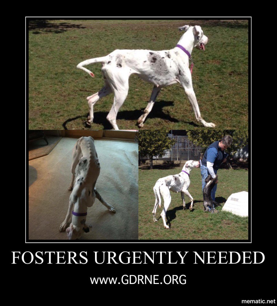 TheGDRNE's tweet photo. Fosters Urgently Needed #greatdanerescuene #Foster #GreatDanes https://t.co/WsiYZr0waz https://t.co/eC7XQUHeN1