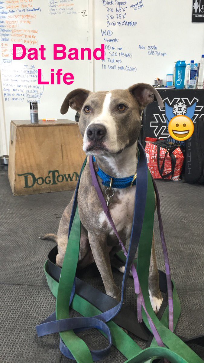 These r all the bands my Mom required to do pull-ups 😳 #crossfit #pitbull