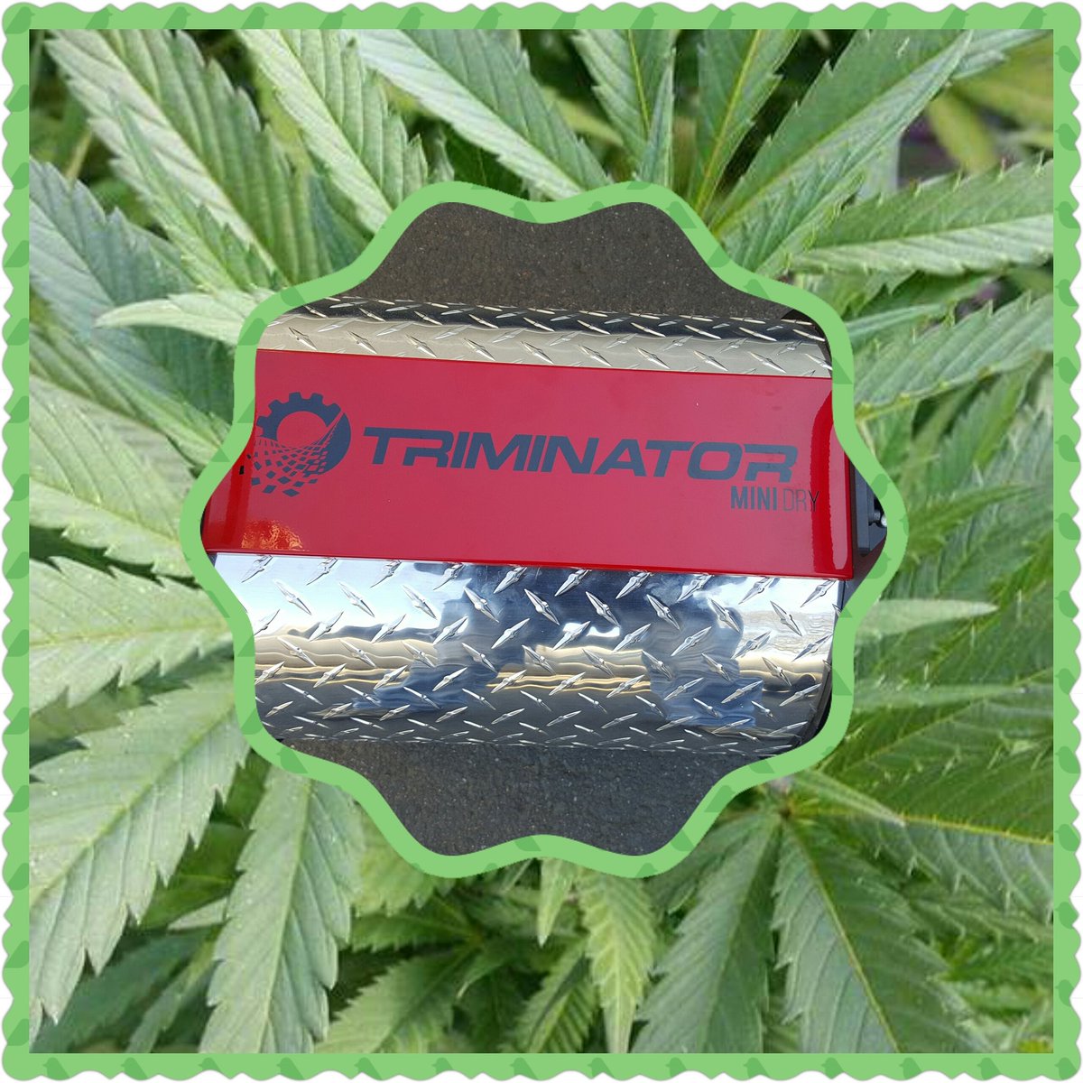 JennMaui1's tweet photo. 💚💚Happy 420💚💚 #triminatormini #triminatormaui #triminator #stickybuds #aloha420 #cannabiskillscancer https://t.co/s6KrYzvFYh