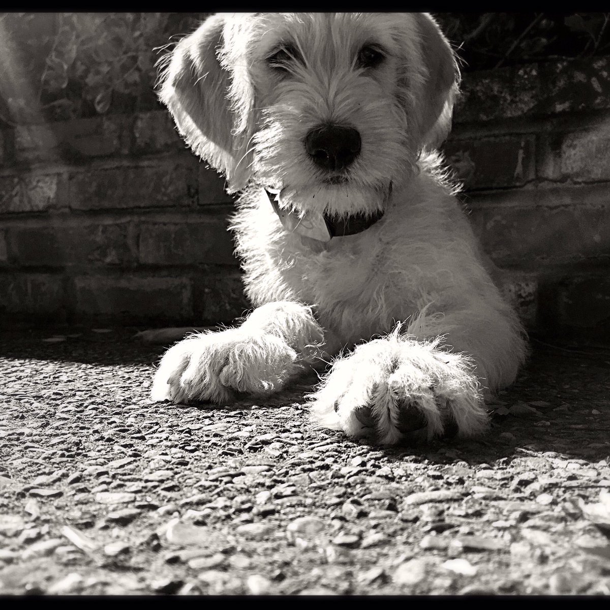 Leashworks's tweet photo. Baby Sadie #puppy #dog #dogsoftwitter https://t.co/GdspOt5H1E