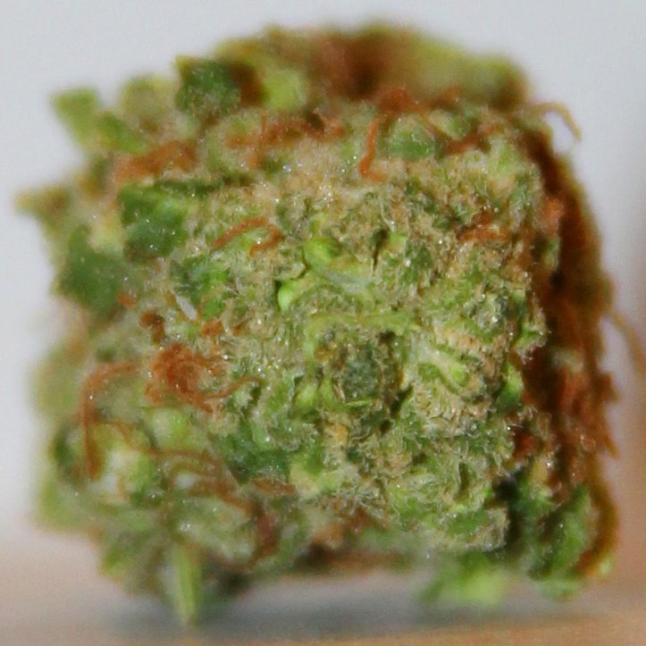 BudBuddyLV's tweet photo. Get up close with some #leiaOG from @ReefDispensarie #medicalmarijuana #lasvegas #420Deals #cannabis #dispensary https://t.co/5tywLjgHmj
