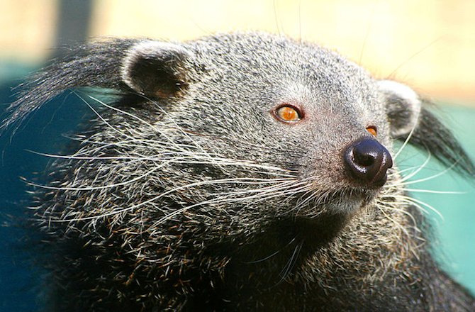 Animalist Network tweet media