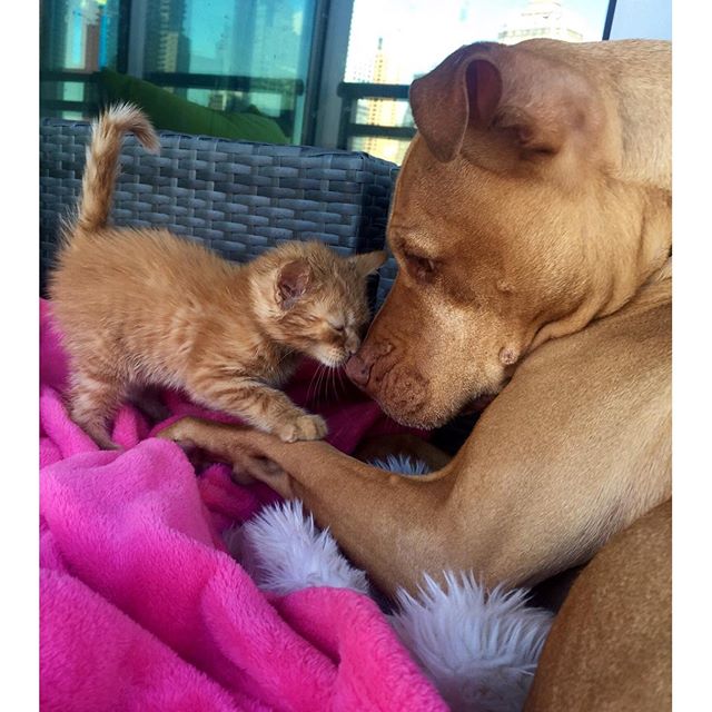 CuteDoxiePics's tweet photo. Dog Parents Surprise Their Cat-Loving Pittie With His Own Kitten Sister #dachshundsof... https://t.co/lXsmZ57vgi https://t.co/TAUBlKqv15
