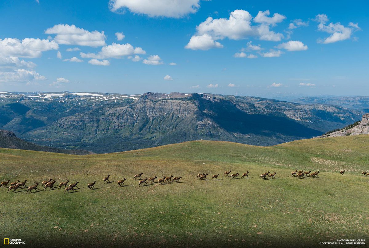 NatGeoPhotos's tweet photo. Follow the migration of Yellowstone's elk herds with this amazing interactive: https://t.co/yKv43toaWh https://t.co/s1Tm21wNck