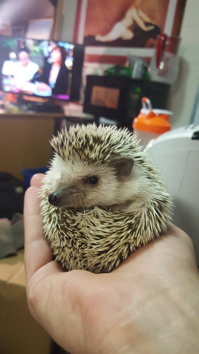 thefinkmeister's tweet photo. Happy 4.20 from Gloria the Hedgehog https://t.co/vaHOSqHI7u