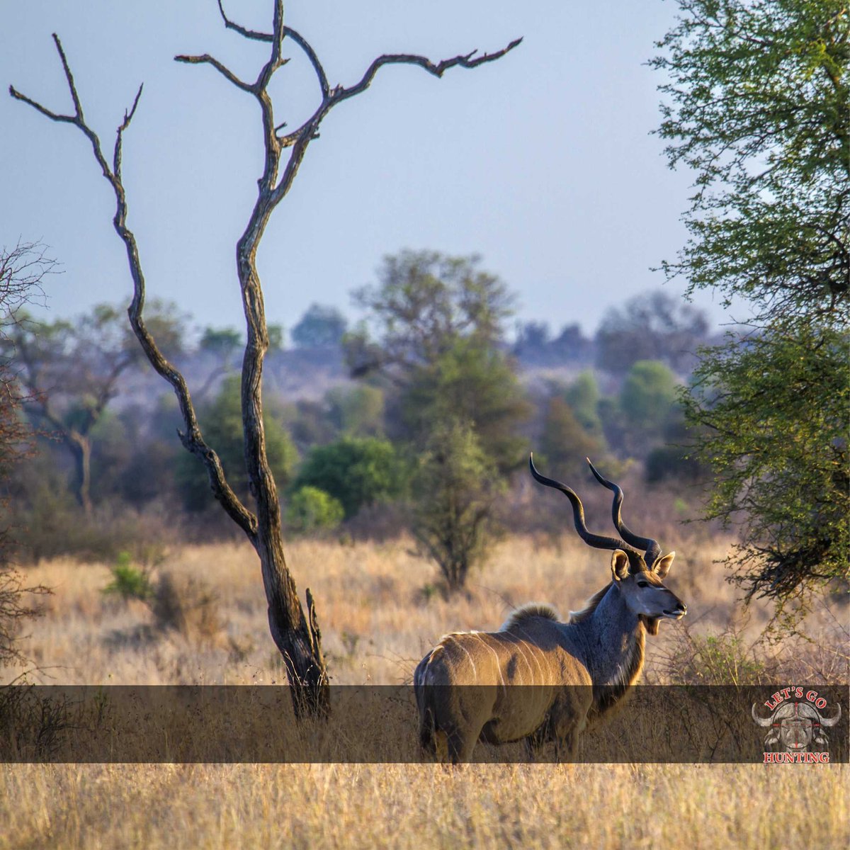 LetsGoHuntingSA's tweet image. letsgohunting.co.za
Bespreek vandag nog jou jag by ons!