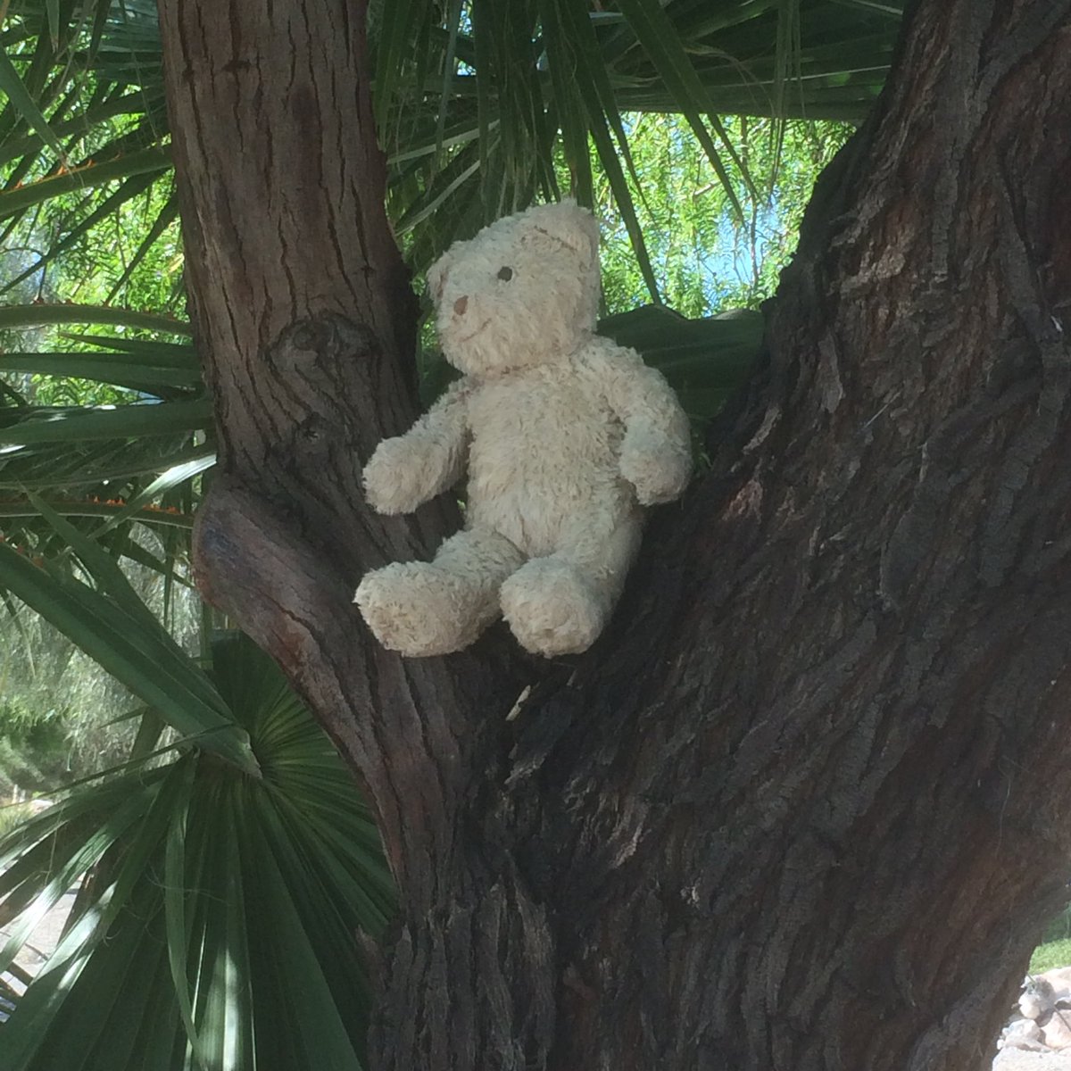 SheffieldSpice's tweet photo. @JonathanBWrigh1 I have #bear 's #treebear living near us in #LasVegas. Very wise and sage. https://t.co/mkZtI3NNWx