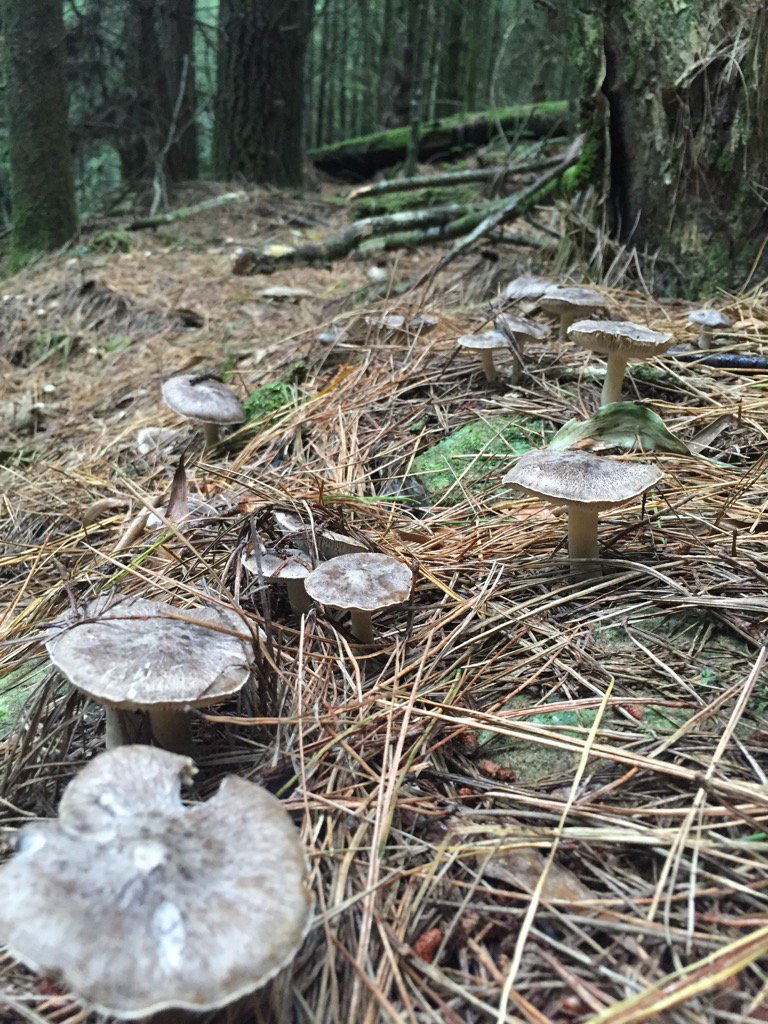 A sweet little patch of grey ghost