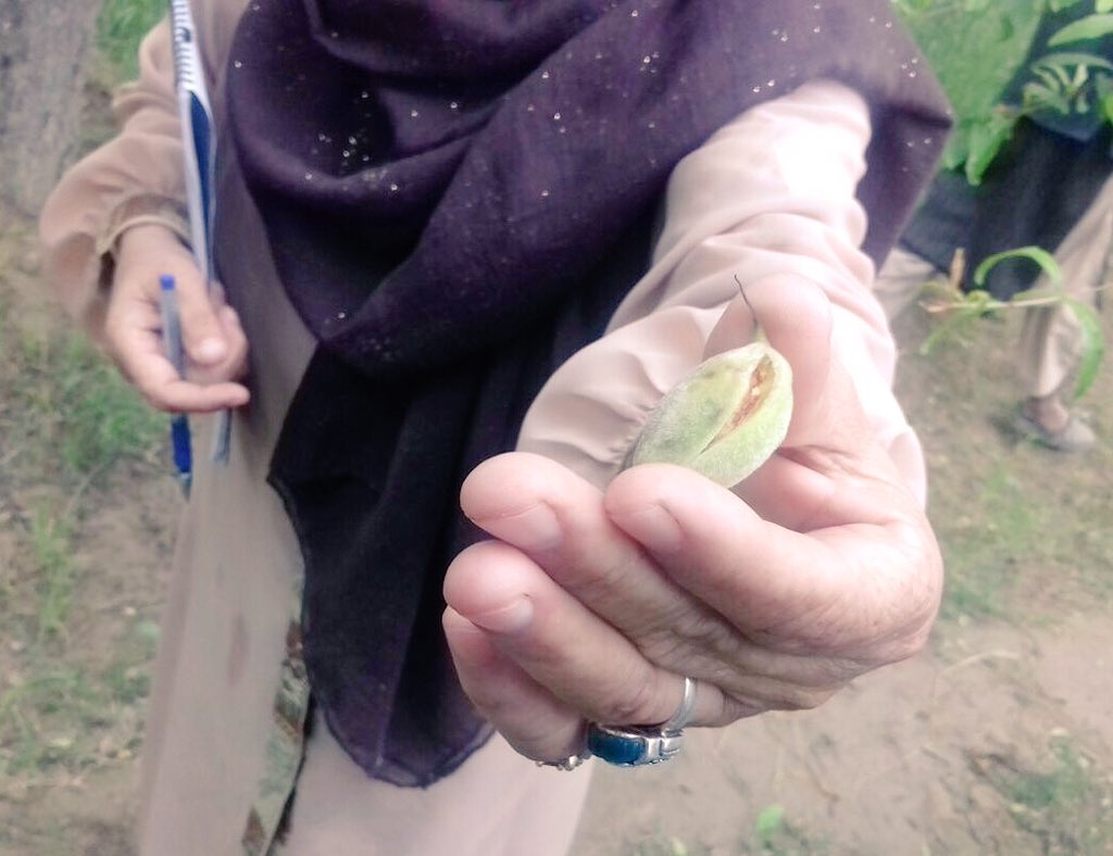 zibafoods's tweet photo. Team ZiBA, in pursuit of the world's finest #almonds, in Northern #Afghanistan https://t.co/zGvUm7bb74