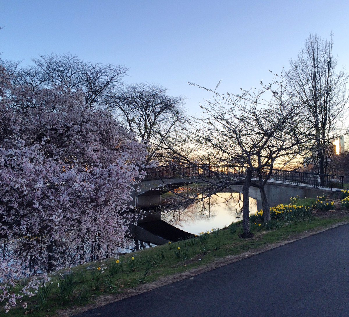 nikkilevy22's tweet photo. Beautiful spring morning in #Boston pretty sure there's not enough @flonase in the world right now #RunSneezy https://t.co/3ohBQuT4FY