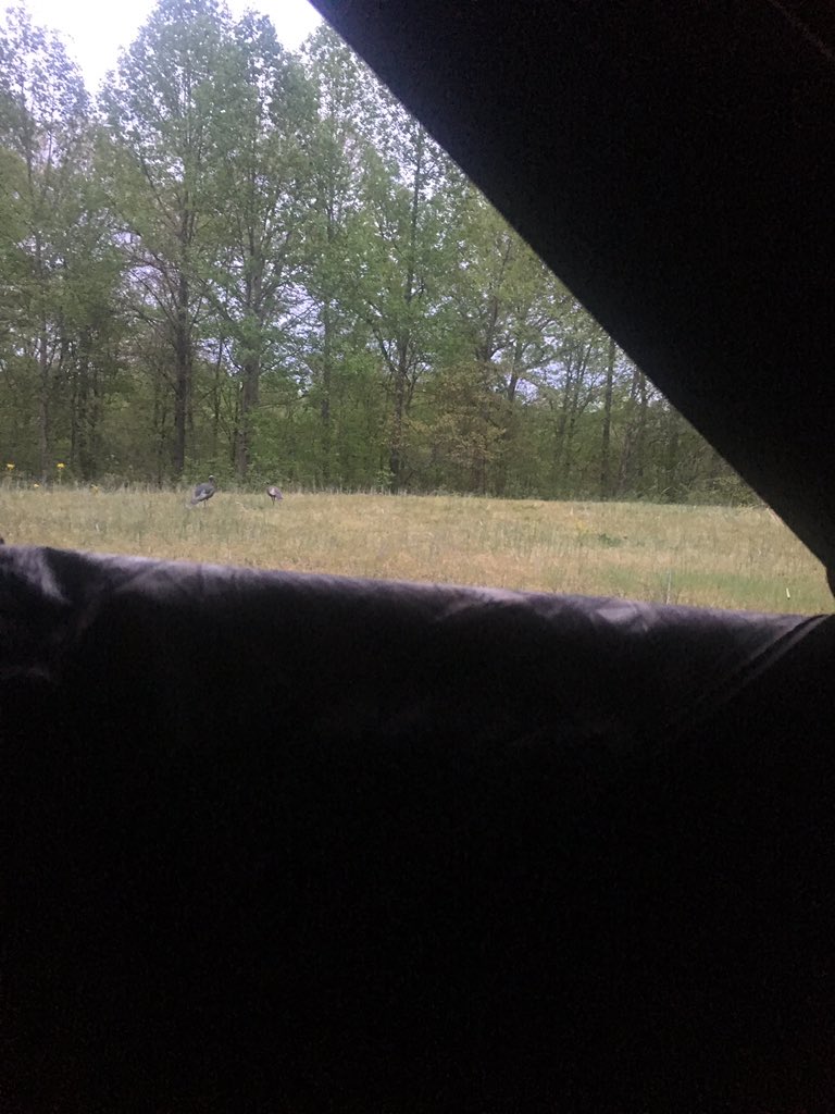 LongBeardMafia's tweet photo. We are in the field! Light rain with more coming but we do have some gobblin #cantstoptheflop2016 #mossyoak #avianx https://t.co/bDlAz4KgVM