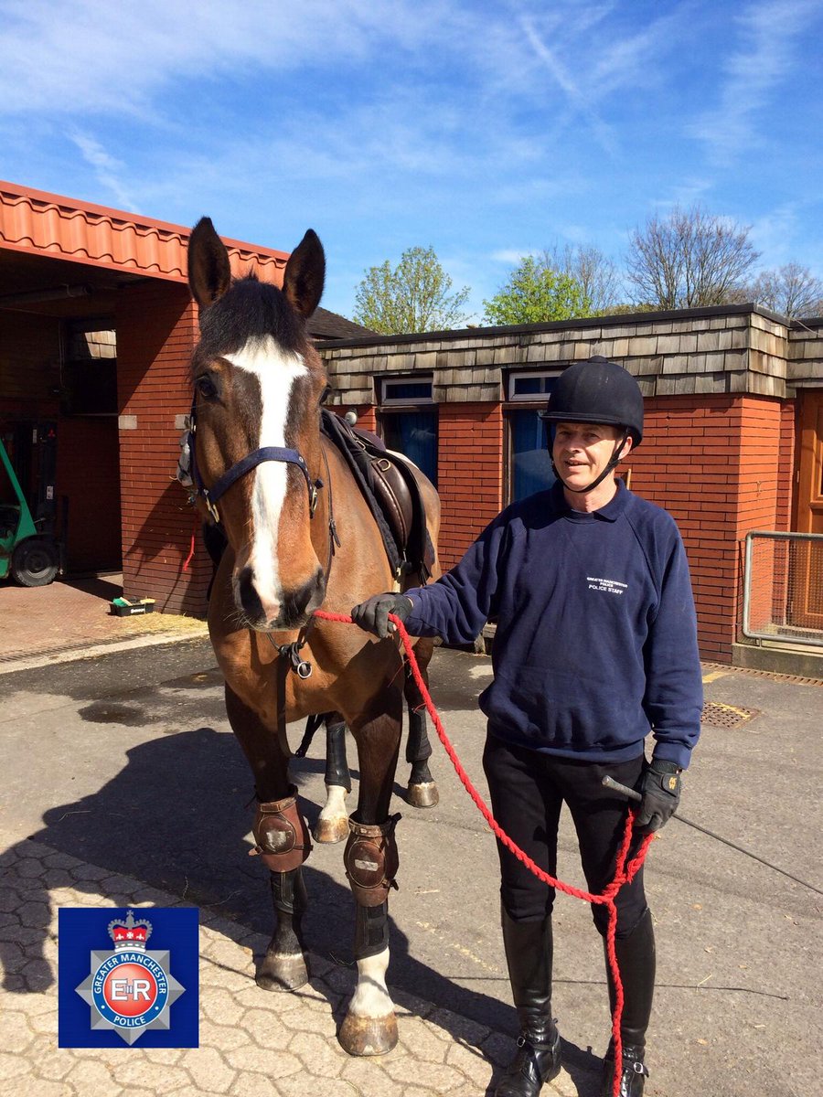 GMPChorlton's tweet photo. New horse Rocky is on the streets @GMPFallowfield learning his new job, if you see him say hello! #gmpmountedunit https://t.co/s6i8NvVzxO