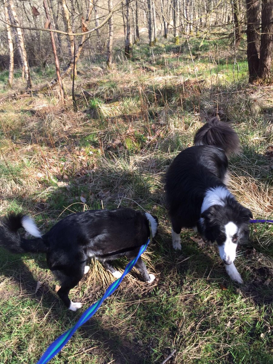 DT_WestCalder's tweet photo. #CollieClub walks to start the day! With Bailey, Jessie and Max! #Collie @bordercollies_ @DogsTrust #morningsun โ๏ธ๐พ https://t.co/xNYIYgozTQ