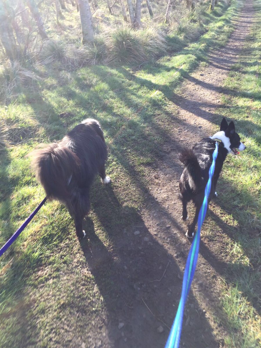 DT_WestCalder's tweet photo. #CollieClub walks to start the day! With Bailey, Jessie and Max! #Collie @bordercollies_ @DogsTrust #morningsun โ๏ธ๐พ https://t.co/xNYIYgozTQ