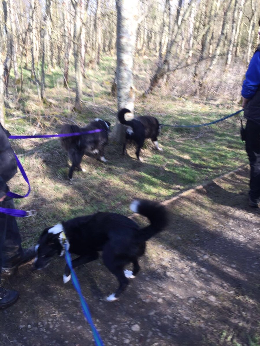 DT_WestCalder's tweet photo. #CollieClub walks to start the day! With Bailey, Jessie and Max! #Collie @bordercollies_ @DogsTrust #morningsun โ๏ธ๐พ https://t.co/xNYIYgozTQ