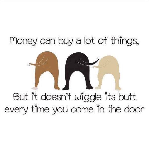 deniseatpaws's tweet photo. A wagging tail beats the money hands down,  everytime.  :- Denise xx https://t.co/RyVBiEAZs4