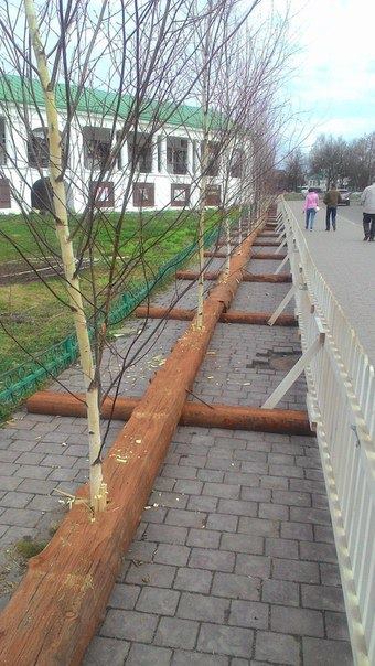 Tomsk_Loud_News's tweet image. Спиленные берёзки, вставленные в пазы к приезду в Суздаль путина, - цельный и законченный образ нынешней России: