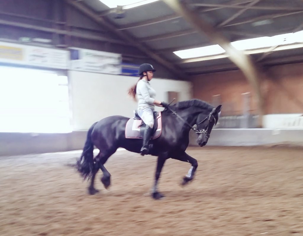 mlshellewegen's tweet photo. #bitloos #trainen π wat een topper heb ik toch. #equestrian #hackamore https://t.co/QeRvzl7ulM