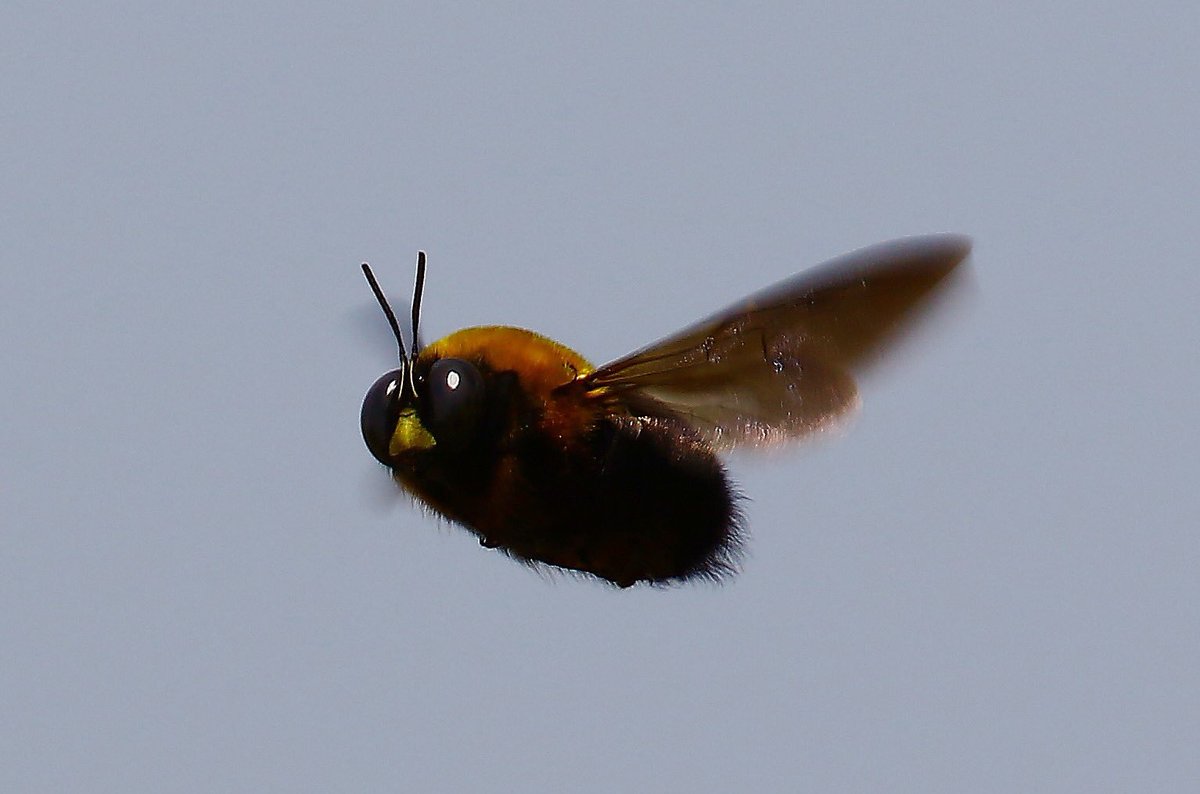 すごいモフモフで可愛い感じに撮れた クマバチ の画像が話題に 太っちゃった仮面ライダー 羽音はすごい 動画あり Togetter