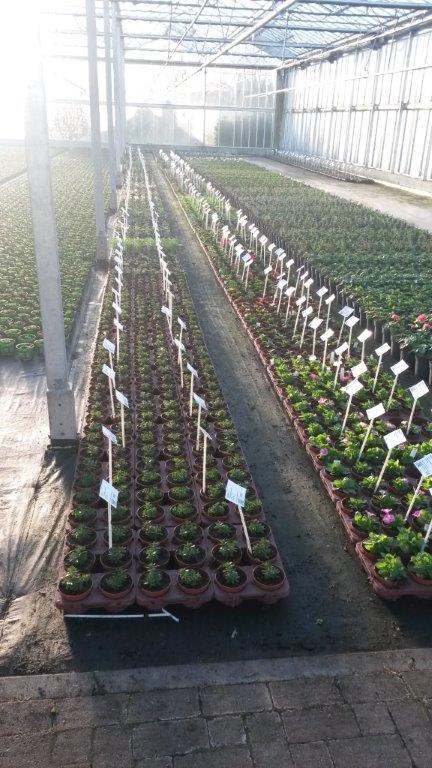 Jonge planten voor aanplant van veldproef van Happy Summer, om te testen welke planten de beste tuinprestatie hebben